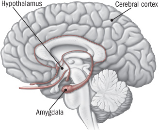 hypothalamus cerebral cortex amygdala areas in brain